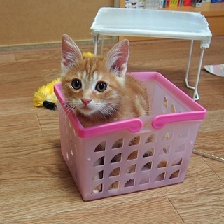 アメショーミックスの茶トラの子猫さん