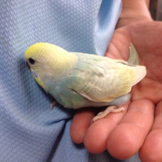 セキセイインコ雛の里親様募集します
