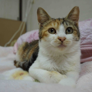おおらか三毛猫ハイジ