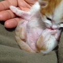 こねこ