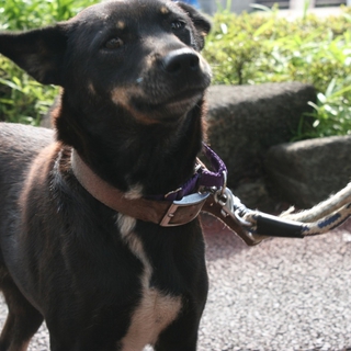 人が大好きハートちゃん