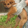 希望あり。少し臆病な、茶子犬の男の子 サムネイル2