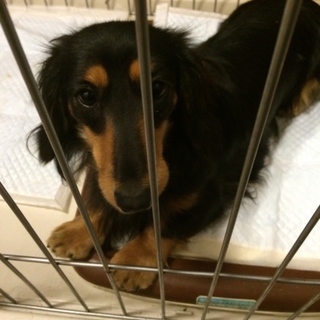 カニヘンダックス  ブラックタン