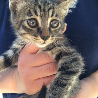 甘えたキジトラ子猫ちゃん