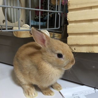 子うさぎの家族を募集します。