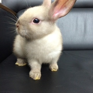 子うさぎの家族を募集します。