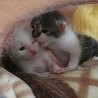生後２ヶ月のかわいい子猫！ サムネイル4