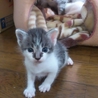 生後２ヶ月のかわいい子猫！ サムネイル5