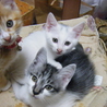生後２ヶ月のかわいい子猫！ サムネイル6