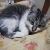 生後２ヶ月のかわいい子猫！ サムネイル7