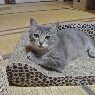 人懐こくてキュートなるるちゃん