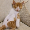 フワポワの男の子 サムネイル4
