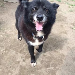 小さい子と犬に優しい黒柴Mixのクロちゃんです。