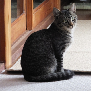 遊び盛りしましまくん里親さん募集中です