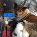 飯舘村、厳しい自然を生き抜いてきた盲目の母犬アカ