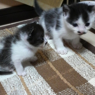 生後2ヶ月のちょび髭子猫たち