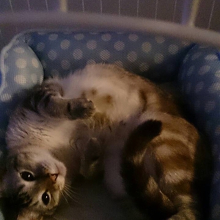 ベンガル