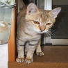 ちゃとらの子猫の里親募集です。 サムネイル5