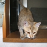 ちゃとらの子猫の里親募集です。 サムネイル6