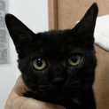 黒猫ポッパエアの家探し
