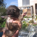 飯舘村厳しい自然を生き抜いてきた盲目アカの仔犬②