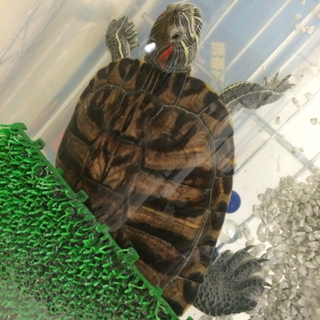 ミシシッピアカミミ亀の里親募集します
