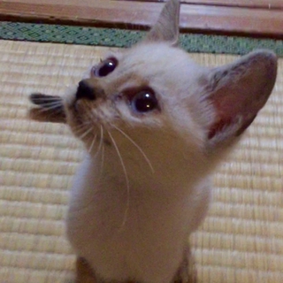 青い目の可愛い子猫