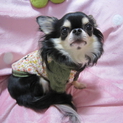 チワワの里親募集してます。
