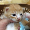 【大阪】仔猫里親募集中 サムネイル2