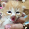 【大阪】仔猫里親募集中 サムネイル4