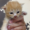 【大阪】仔猫里親募集中 サムネイル3