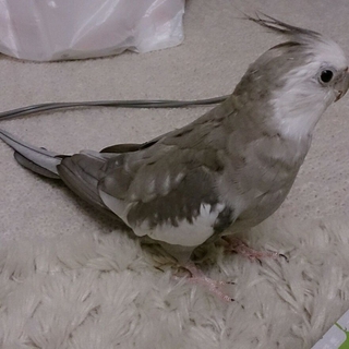 オカメインコの里親様募集