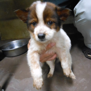 期限切迫！！尻尾の毛が抜けてる仔犬たち・・