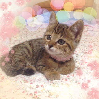 子猫の里親さんを募集します。