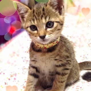 子猫の里親さんを募集します。