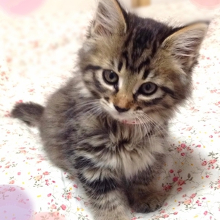 子猫の里親さんを募集します。