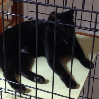 ♪成猫です、黒猫の里親様を探しています♪