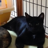 ♪成猫です、黒猫の里親様を探しています♪ サムネイル2