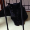 ♪成猫です、黒猫の里親様を探しています♪ サムネイル5