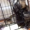 ♪成猫です、さび猫の里親様を探しています♪ サムネイル4
