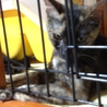 ♪成猫です、さび猫の里親様を探しています♪ サムネイル3