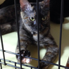 ♪成猫です、さび猫の里親様を探しています♪ サムネイル2