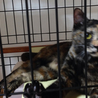 ♪成猫です、さび猫の里親様を探しています②♪ サムネイル3