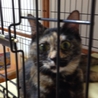 ♪成猫です、さび猫の里親様を探しています②♪ サムネイル5
