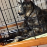 ♪成猫です、さび猫の里親様を探しています②♪ サムネイル2