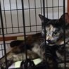 ♪成猫です、さび猫の里親様を探しています②♪ サムネイル4