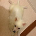 かわいくて人なつっこい性格です！
