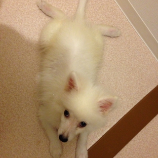 かわいくて人なつっこい性格です！
