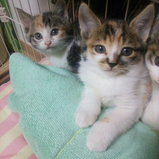三毛猫♡みなみちゃん 生後約１ヶ月半４兄妹