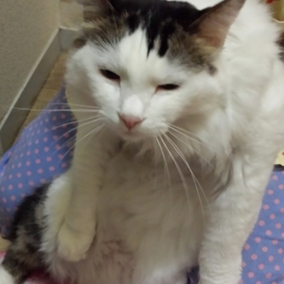6歳男の子成猫です。去勢済